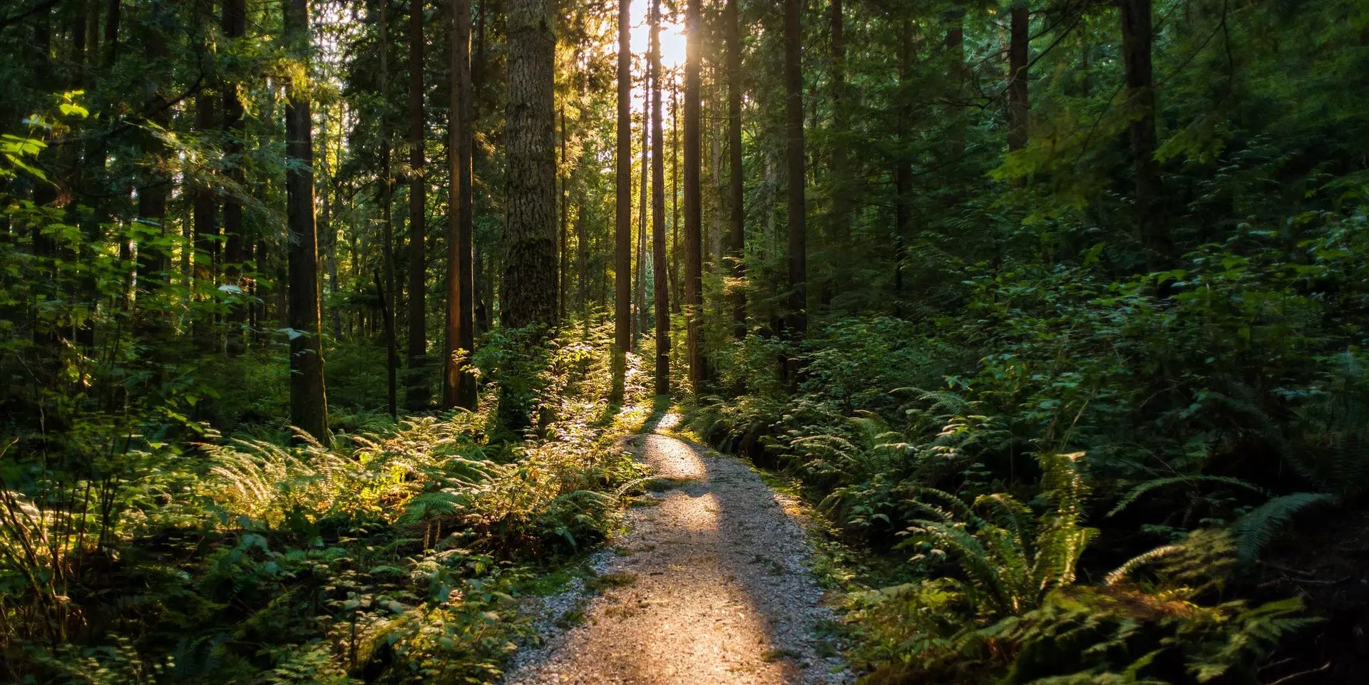 bg-forest